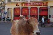 Mcdonald’s Changing Its Colors In India